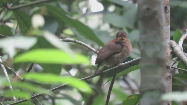 Rufous-necked Puffbird - ML482737381