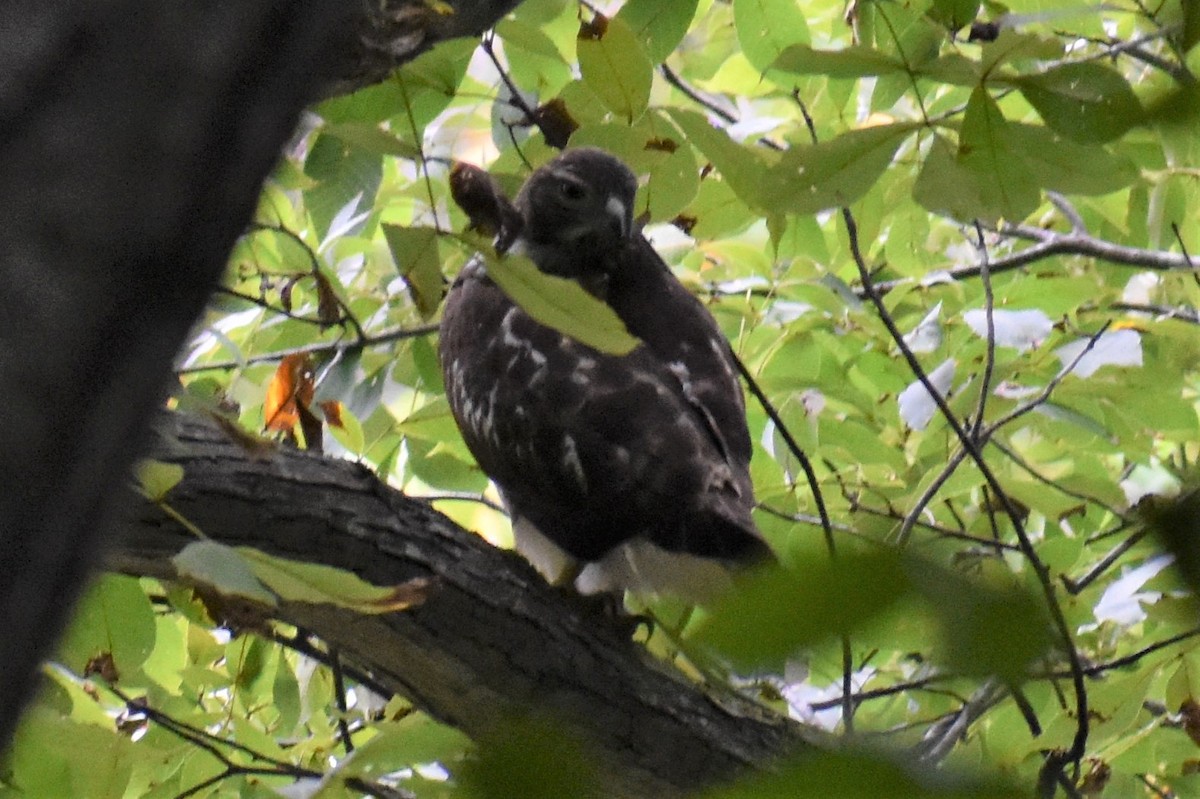 Rotschwanzbussard - ML482738271