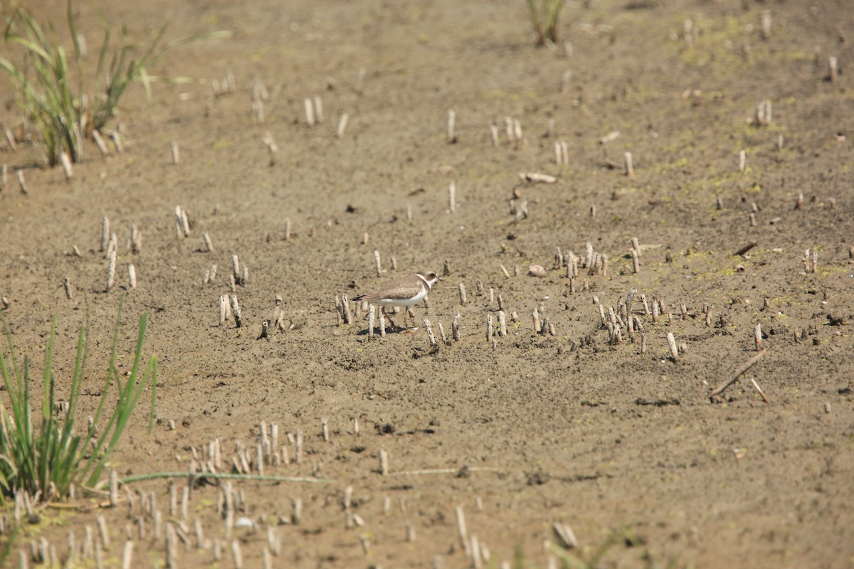 Semipalmated Plover - ML482739191