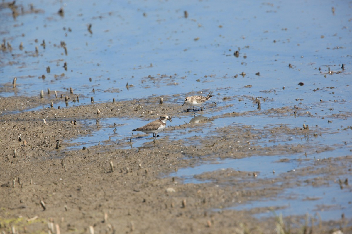 Semipalmated Plover - ML482739201