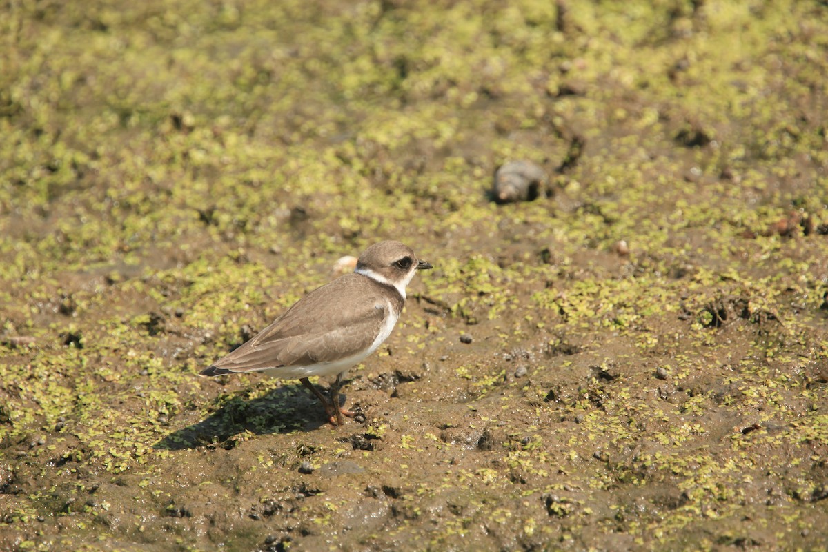Semipalmated Plover - ML482739211