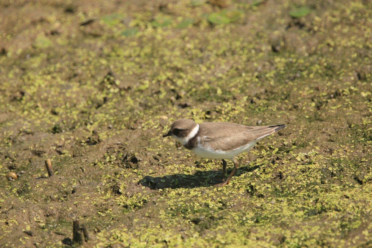 Semipalmated Plover - ML482739221