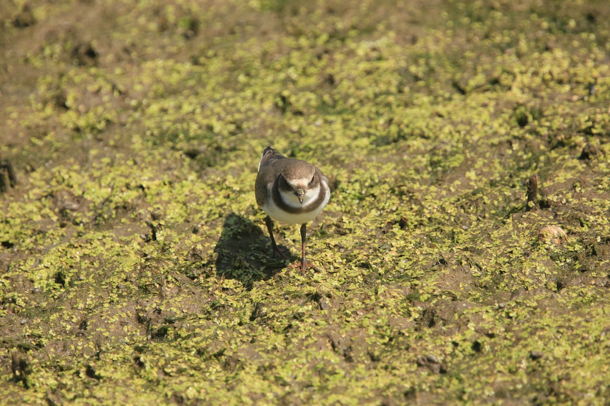 Semipalmated Plover - ML482739231