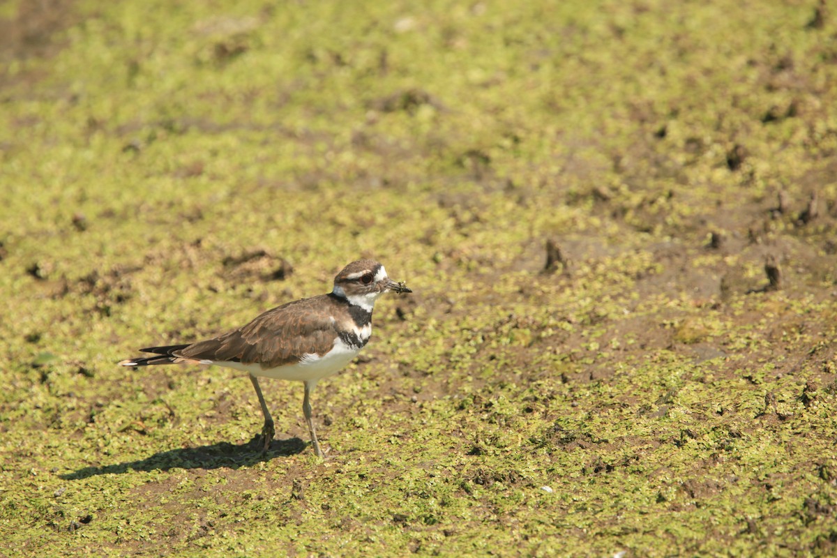 Killdeer - ML482739391