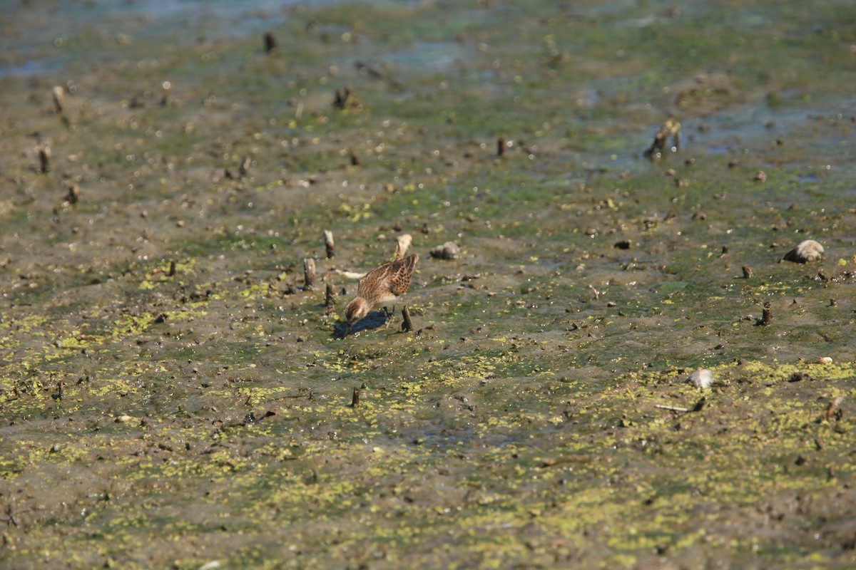 pygmésnipe - ML482739981