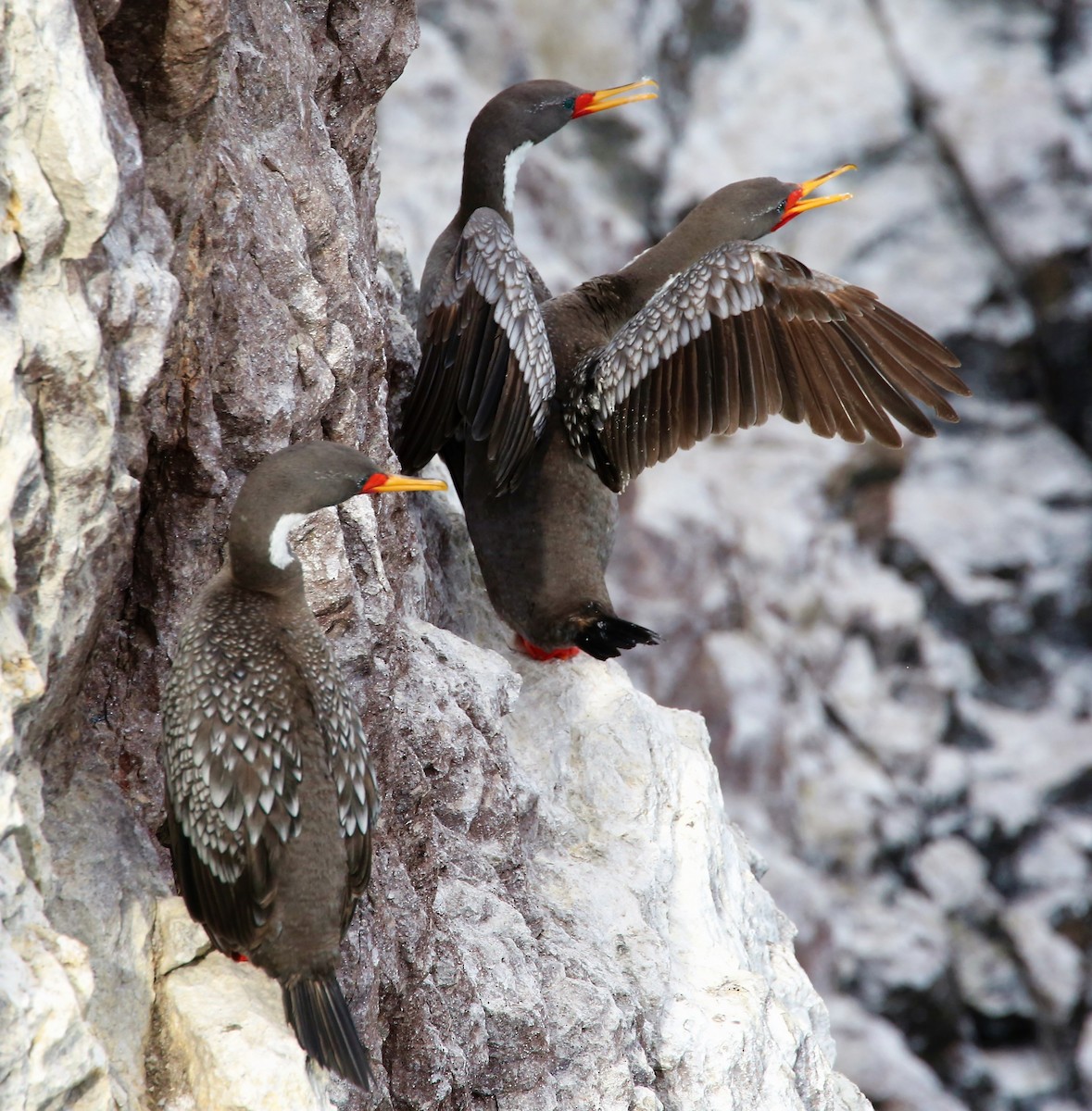 Red-legged Cormorant - ML48274201