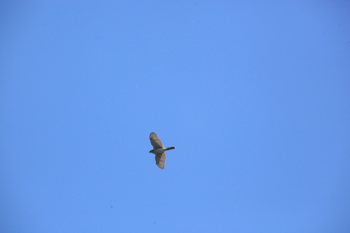 Cooper's Hawk - ML482743341