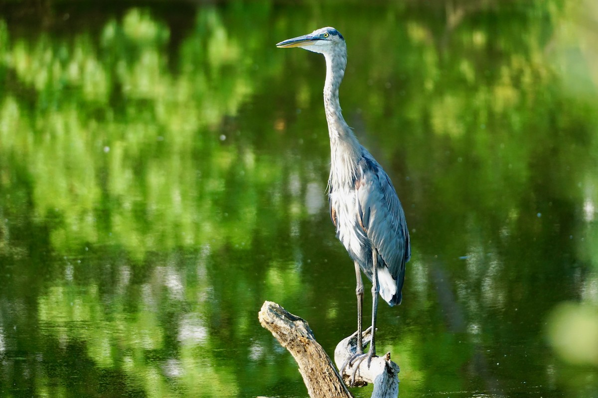 Great Blue Heron - Laura Sisitzky