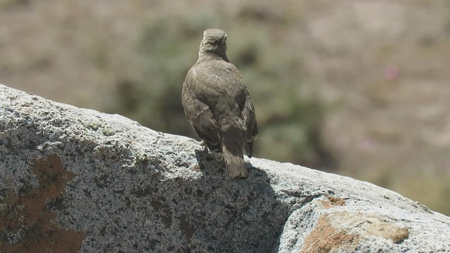 Géositte à ailes rousses - ML482744161