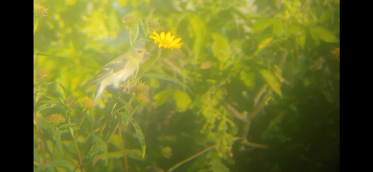 American Goldfinch - ML482744621