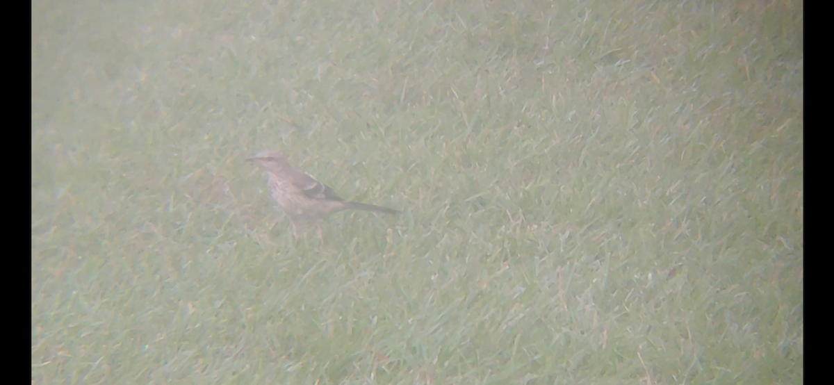 Northern Mockingbird - ML482744741