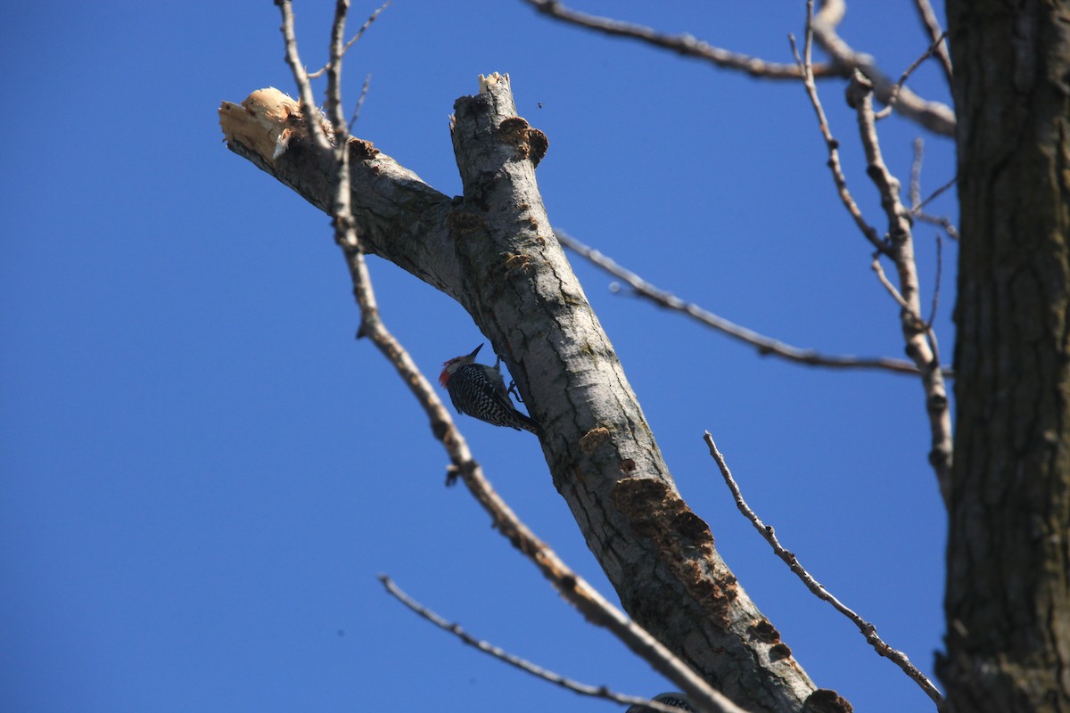 Red-bellied Woodpecker - ML482744891