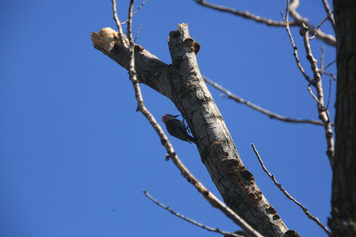 Red-bellied Woodpecker - Paul Miller