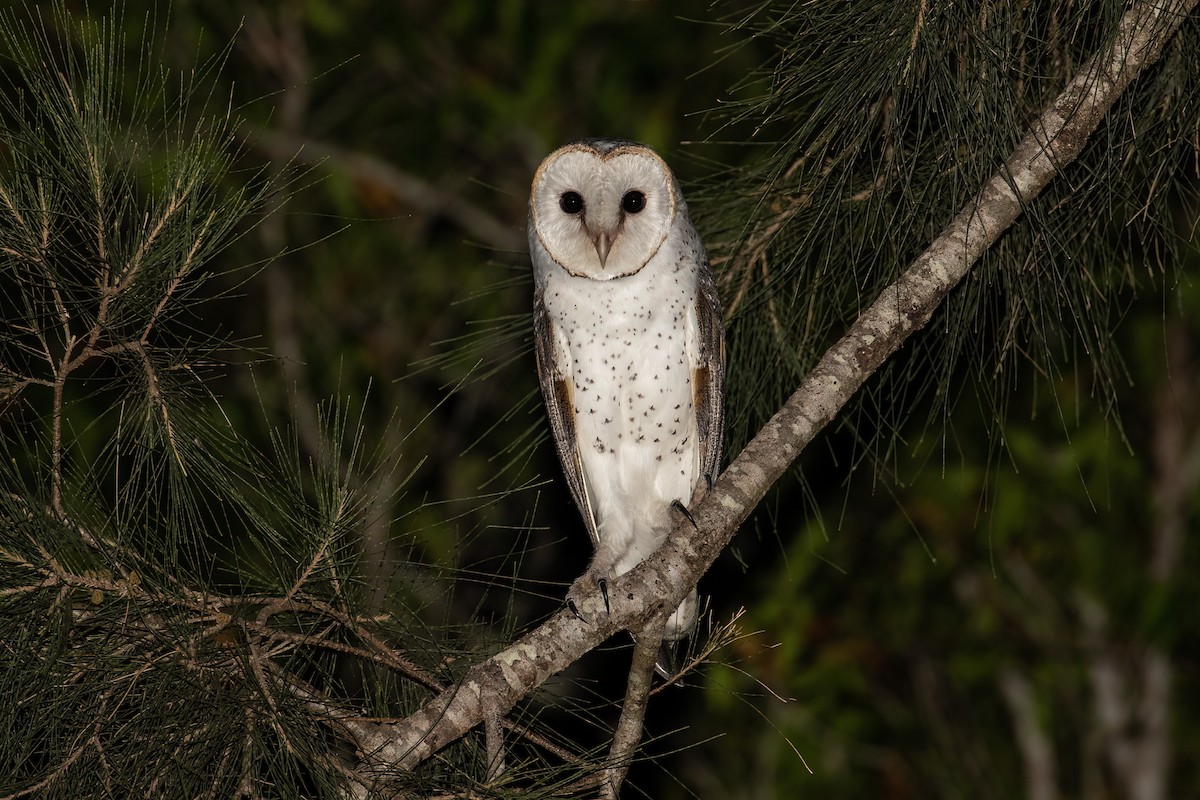 Eastern Barn Owl (Eastern) - Louis Backstrom