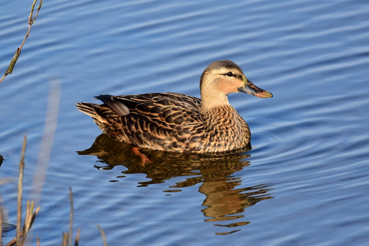 Mottled Duck - Joel Trick