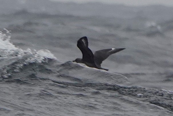 South Polar Skua - ML482751051