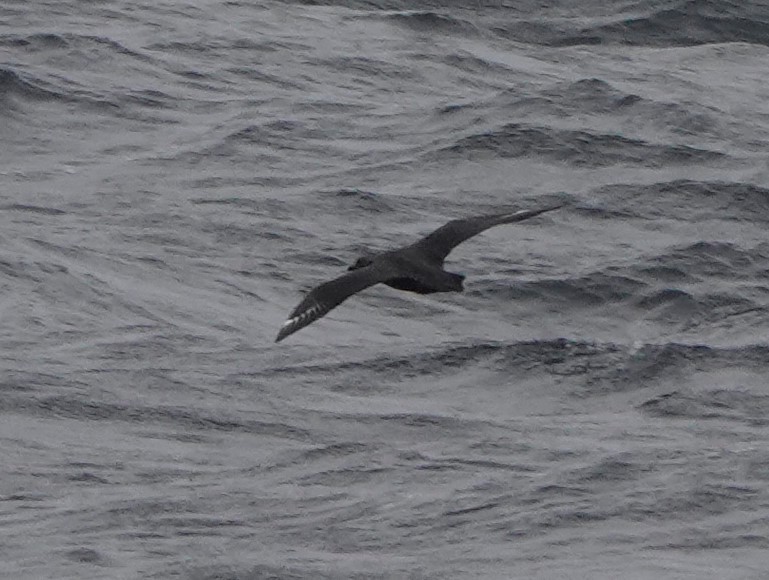 South Polar Skua - ML482751061