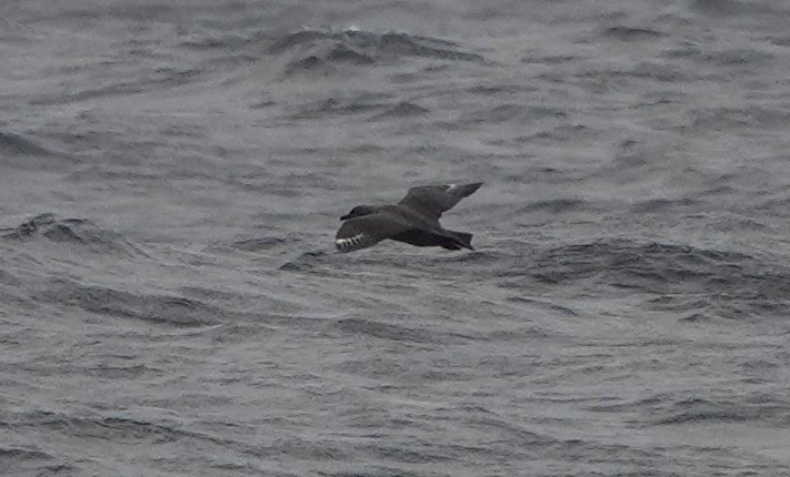 South Polar Skua - ML482751071