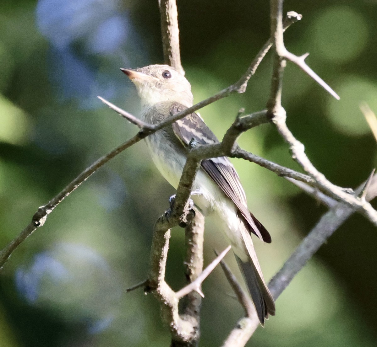 Eastern Wood-Pewee - ML482753571