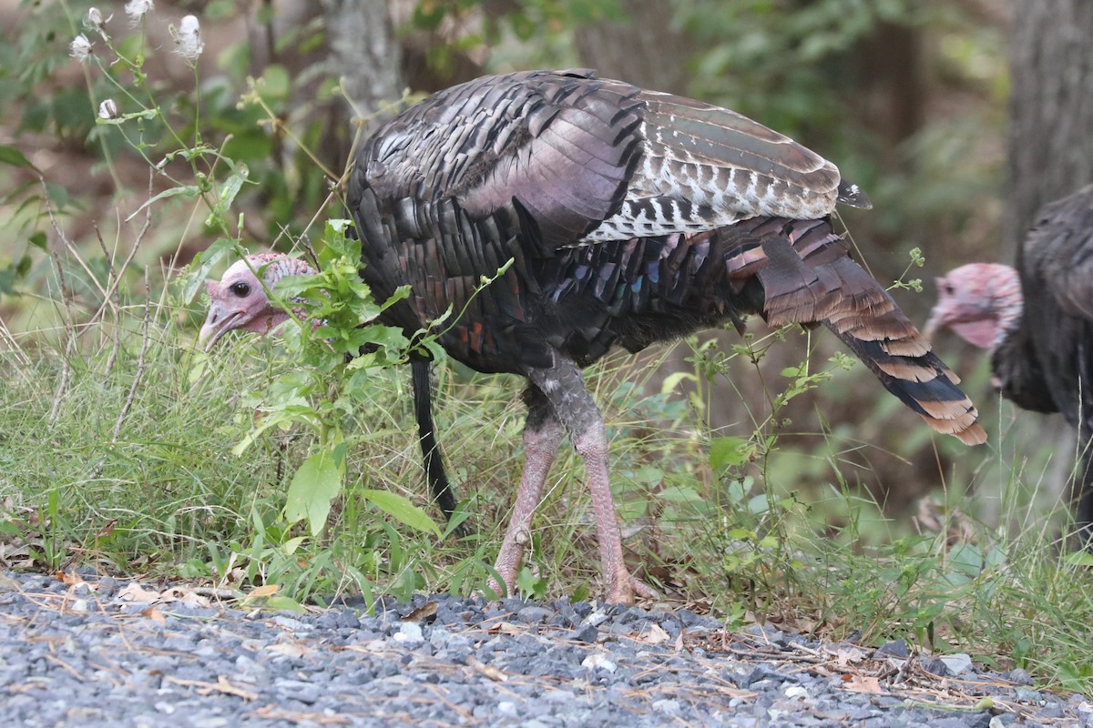 Wild Turkey - ML482754281