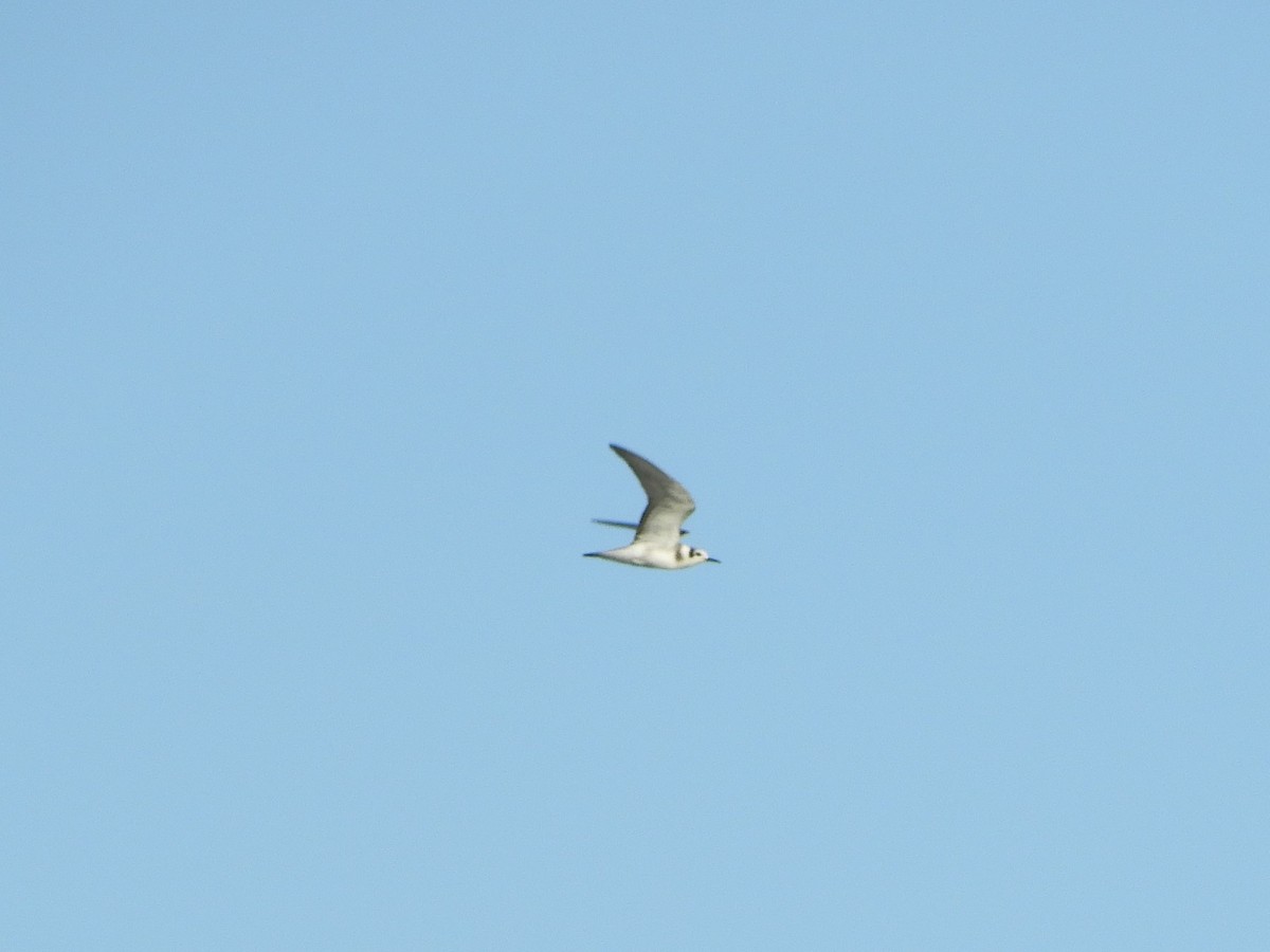 Black Tern - ML482754391