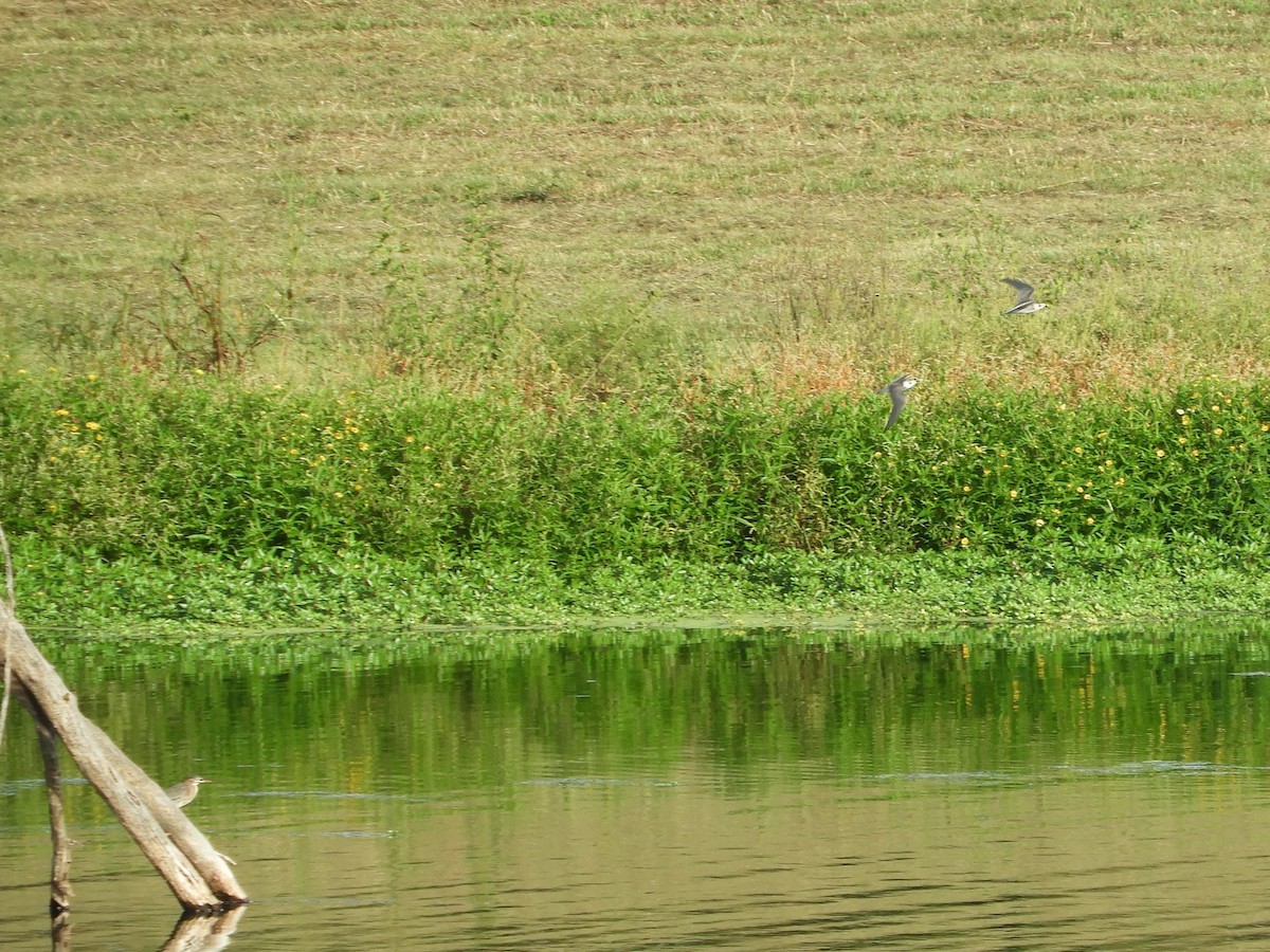 Black Tern - ML482754411