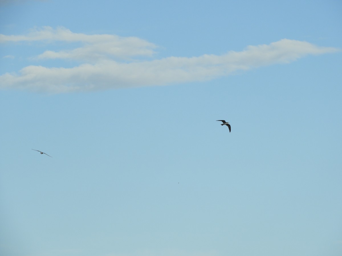 Black Tern - ML482754441