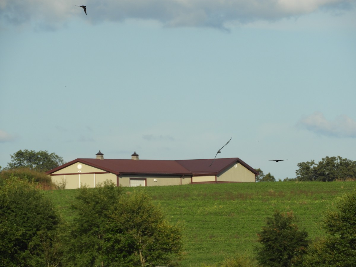 Black Tern - ML482754451