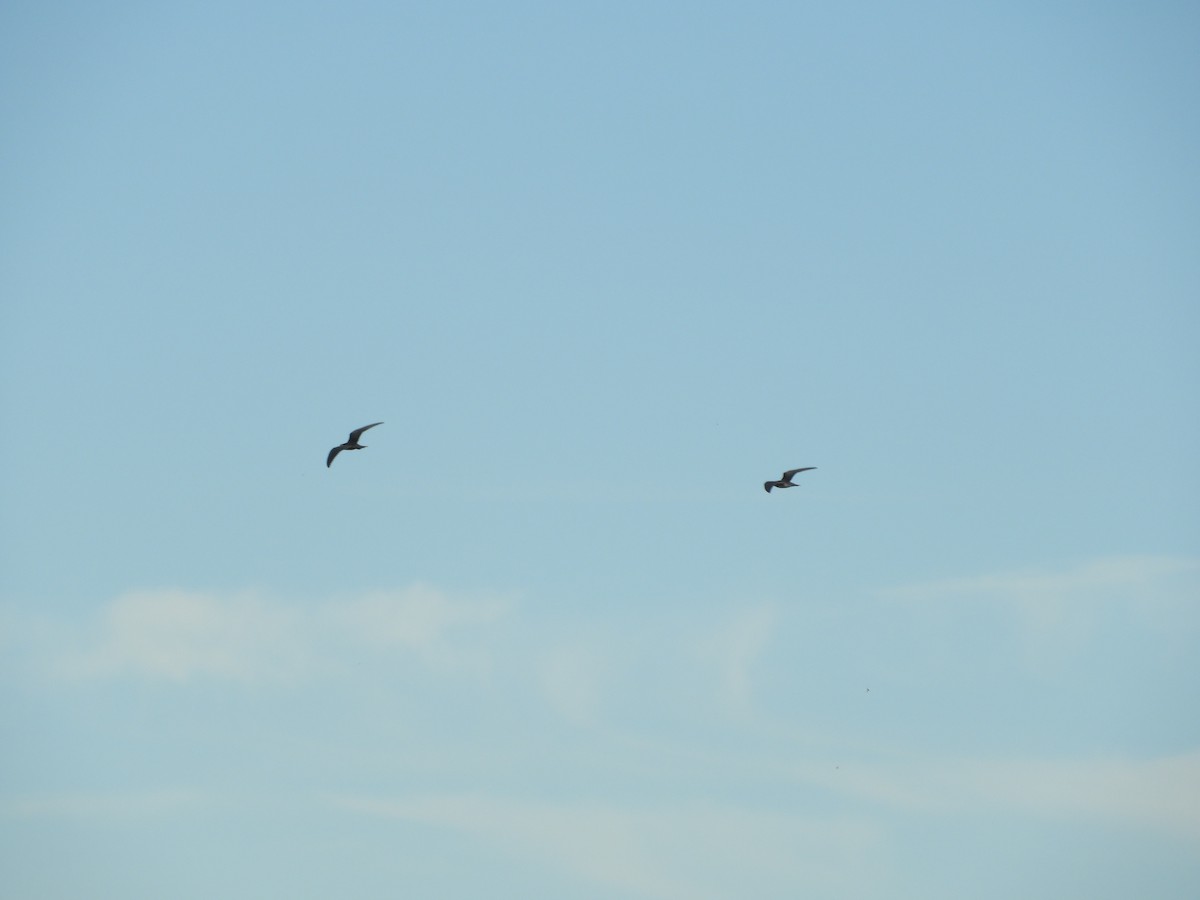 Black Tern - ML482754481