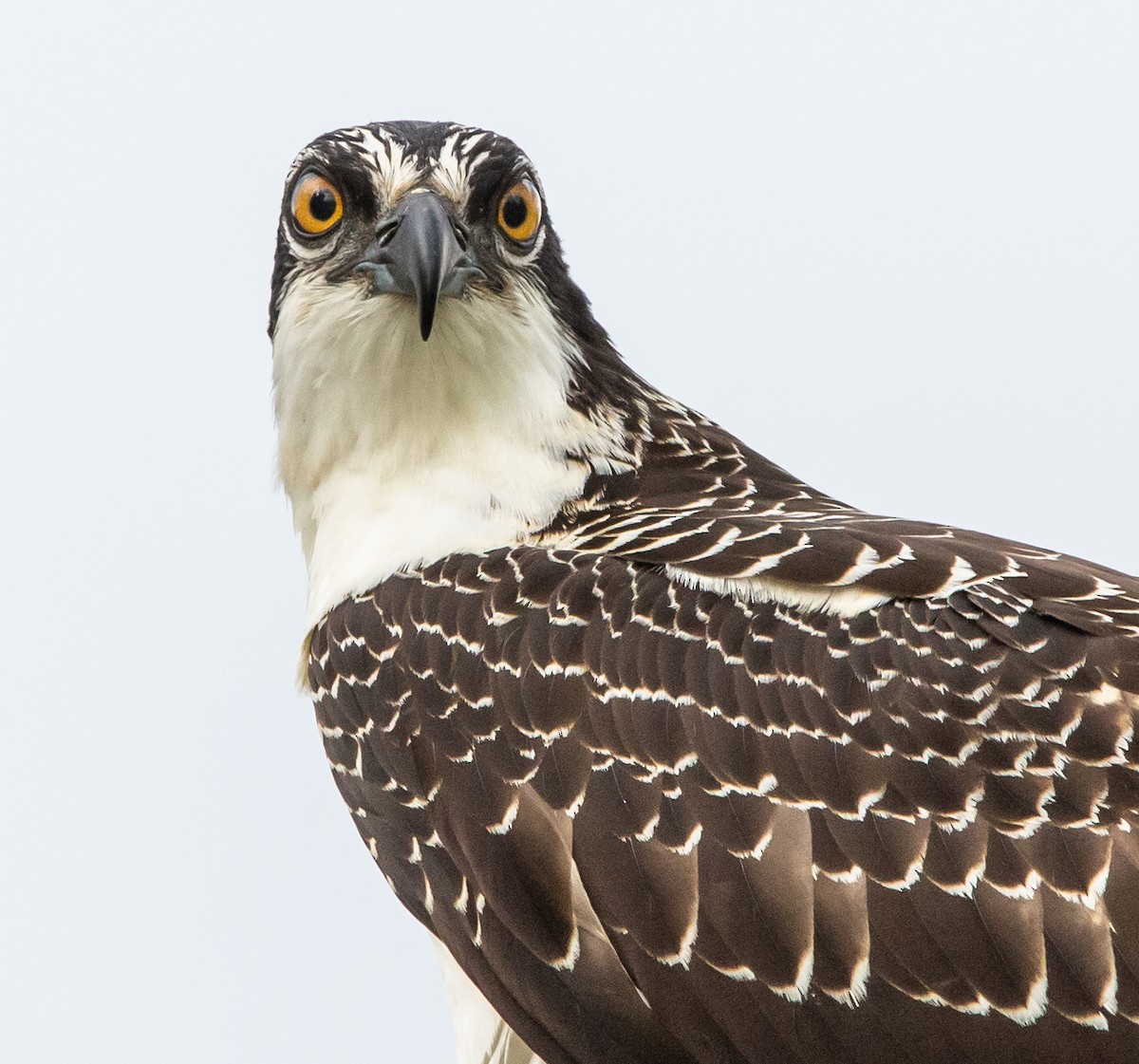 Osprey - Timothy Aarons