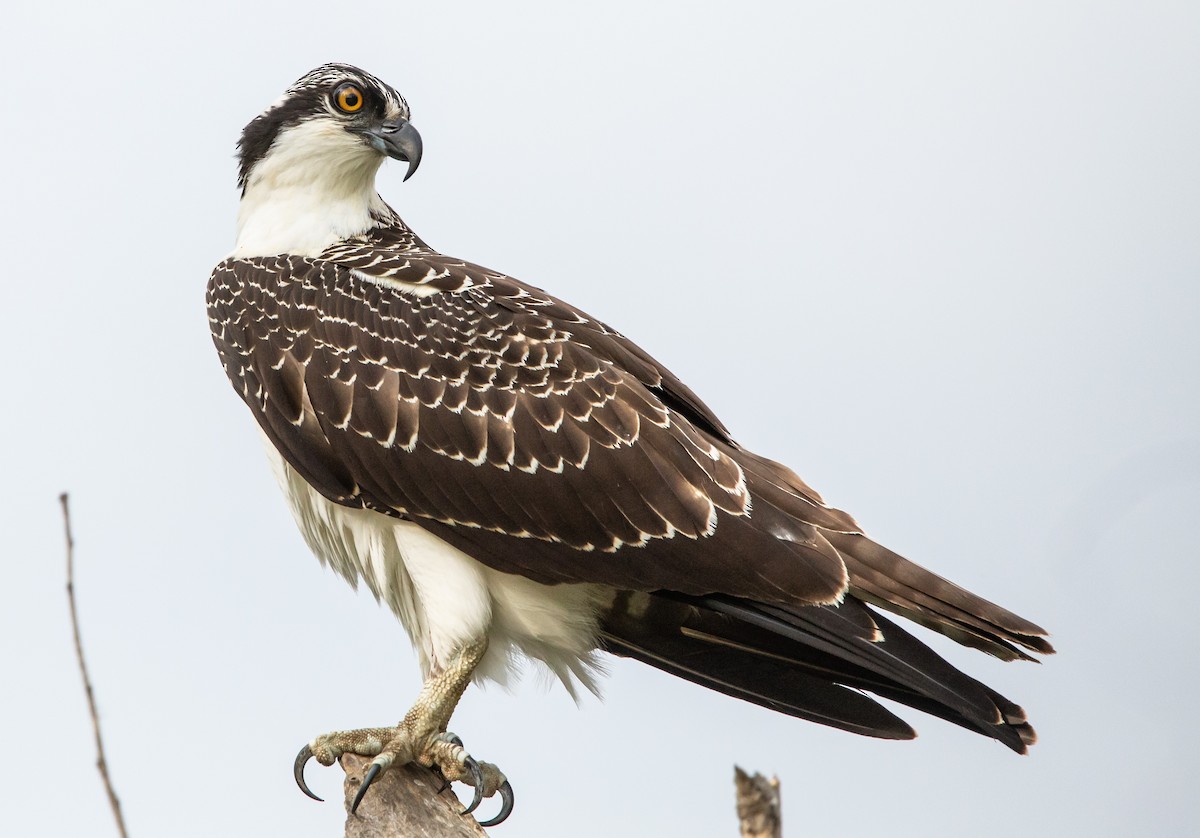 Osprey - Timothy Aarons