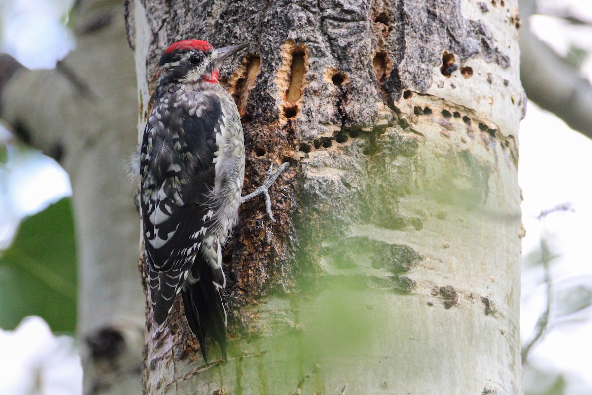 Red-naped Sapsucker - ML482757061