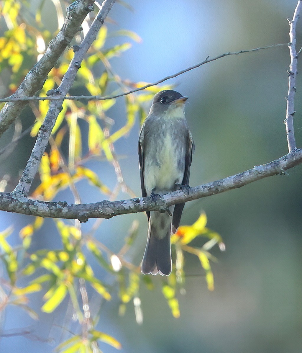 Eastern Wood-Pewee - ML482763041