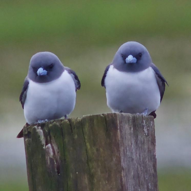 White-breasted Woodswallow - ML482763651