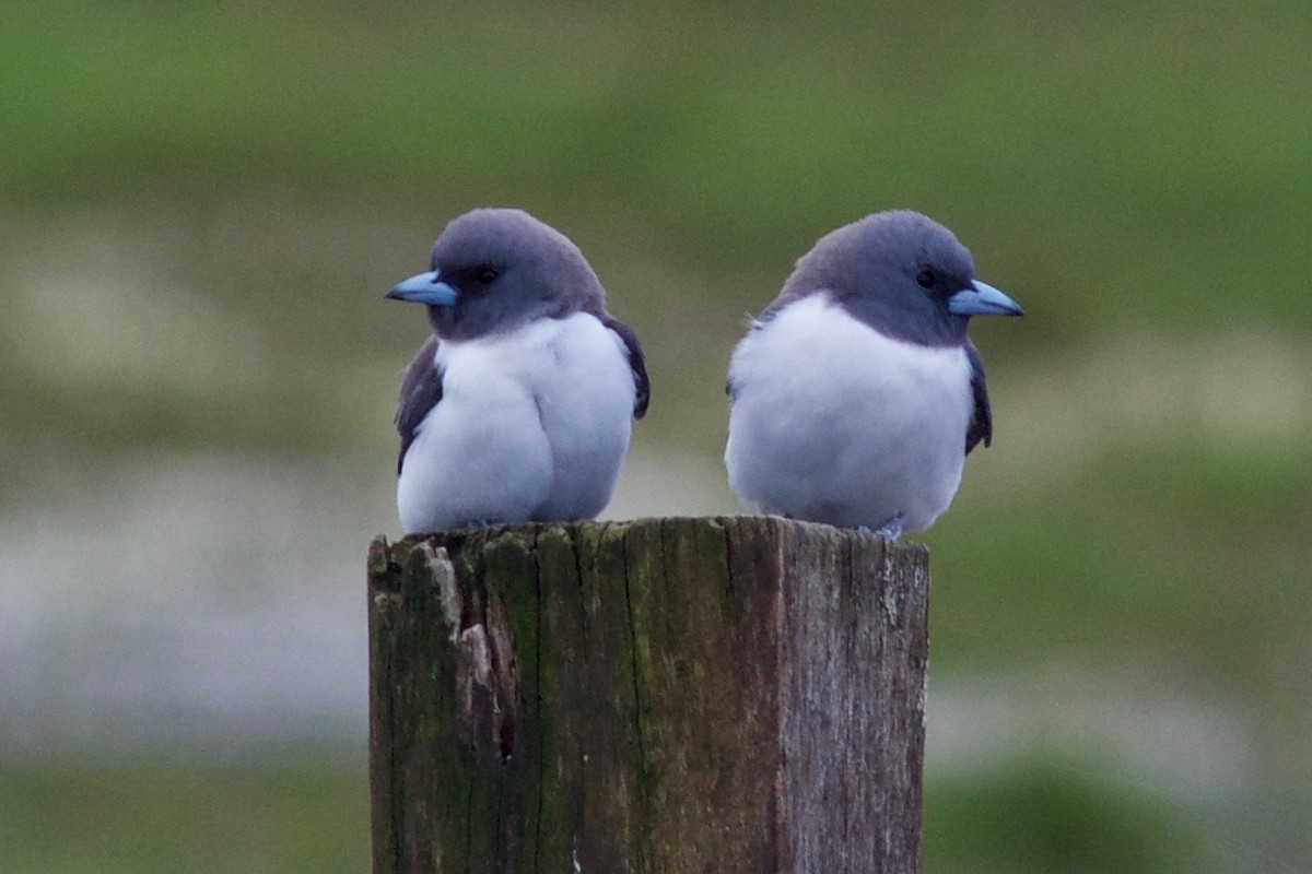 White-breasted Woodswallow - ML482763661