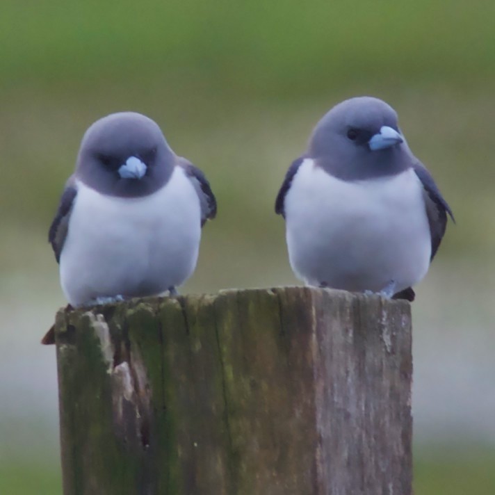 White-breasted Woodswallow - ML482763671