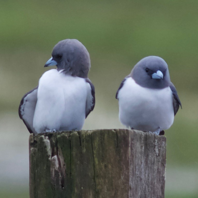 White-breasted Woodswallow - ML482763681