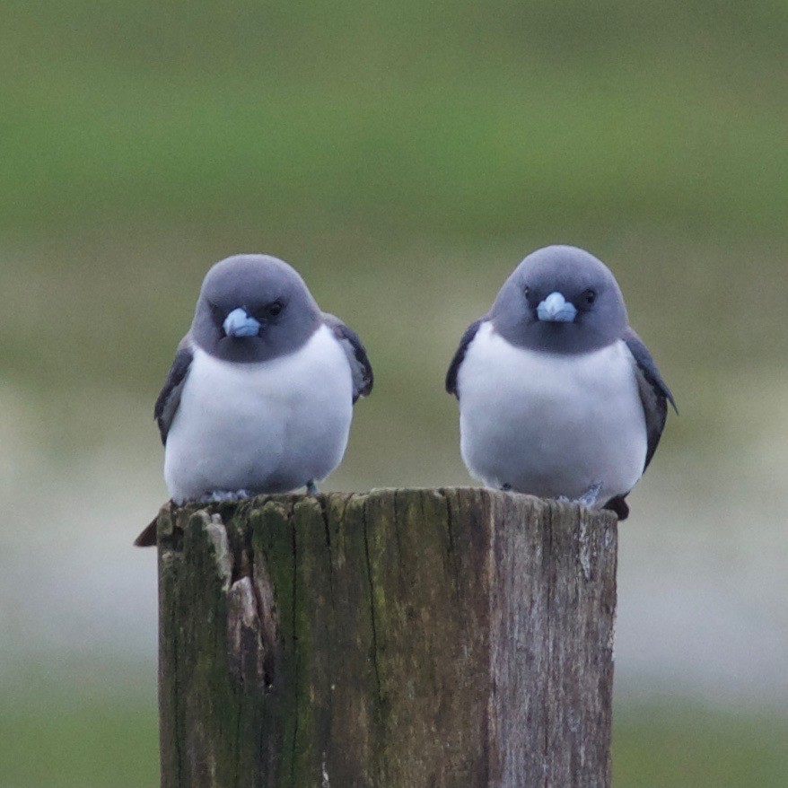 White-breasted Woodswallow - ML482763691