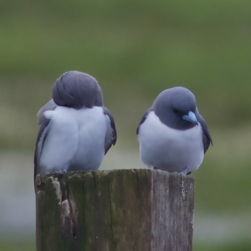 White-breasted Woodswallow - ML482763701