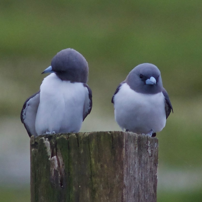 White-breasted Woodswallow - ML482763711
