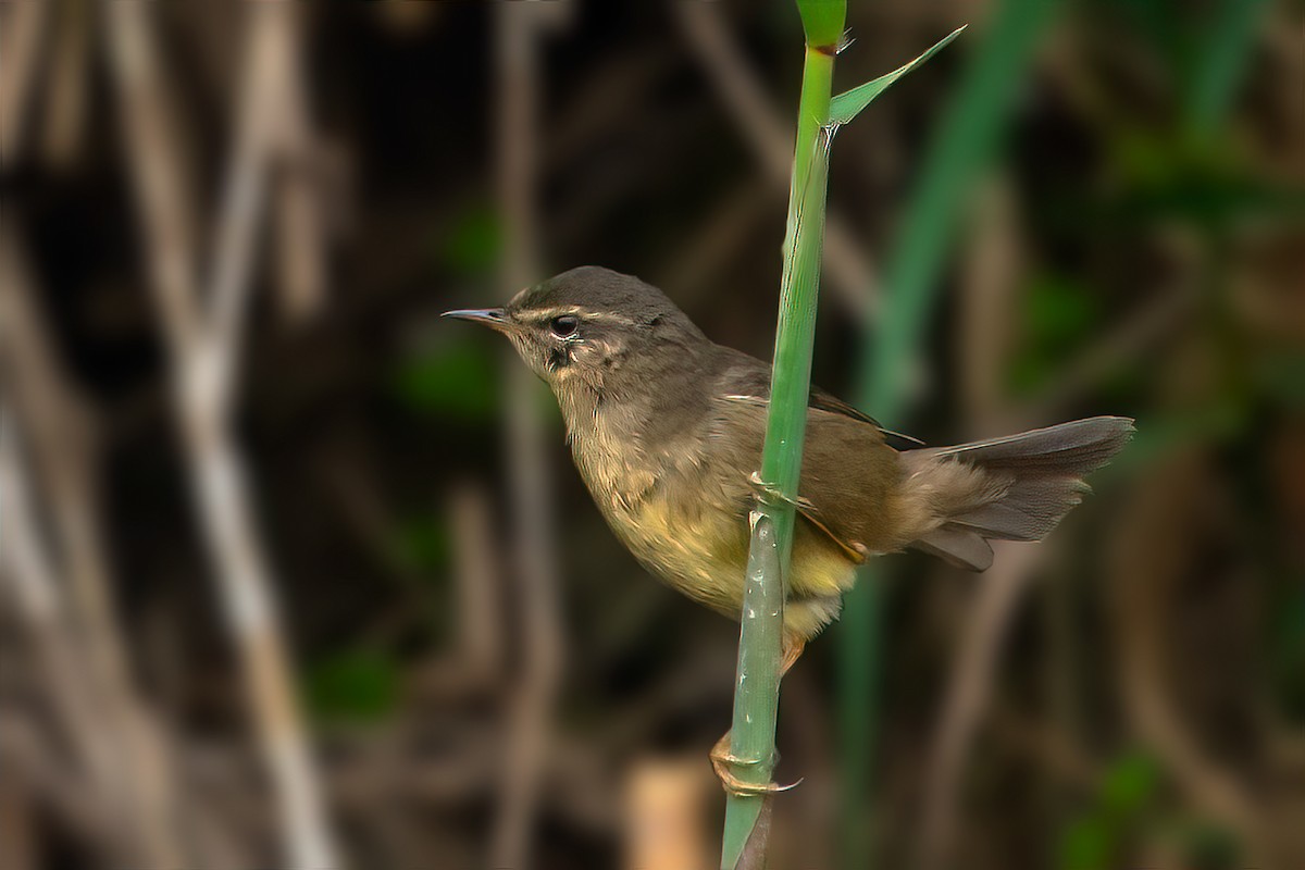 Smoky Warbler - Rajkumar Das
