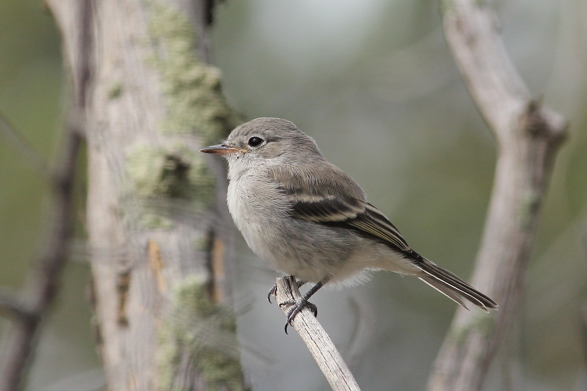 Gray/Dusky Flycatcher - ML482764291