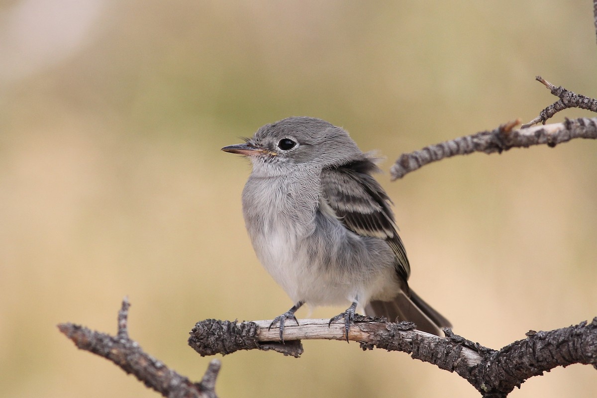 Gray/Dusky Flycatcher - ML482764311