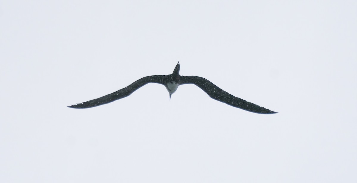 Magnificent Frigatebird - ML482765321