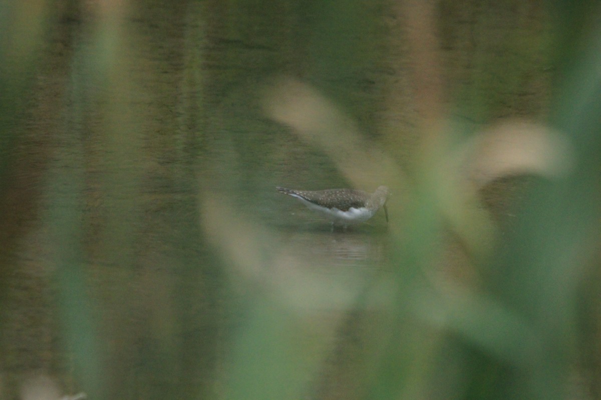 Solitary Sandpiper - ML482765631