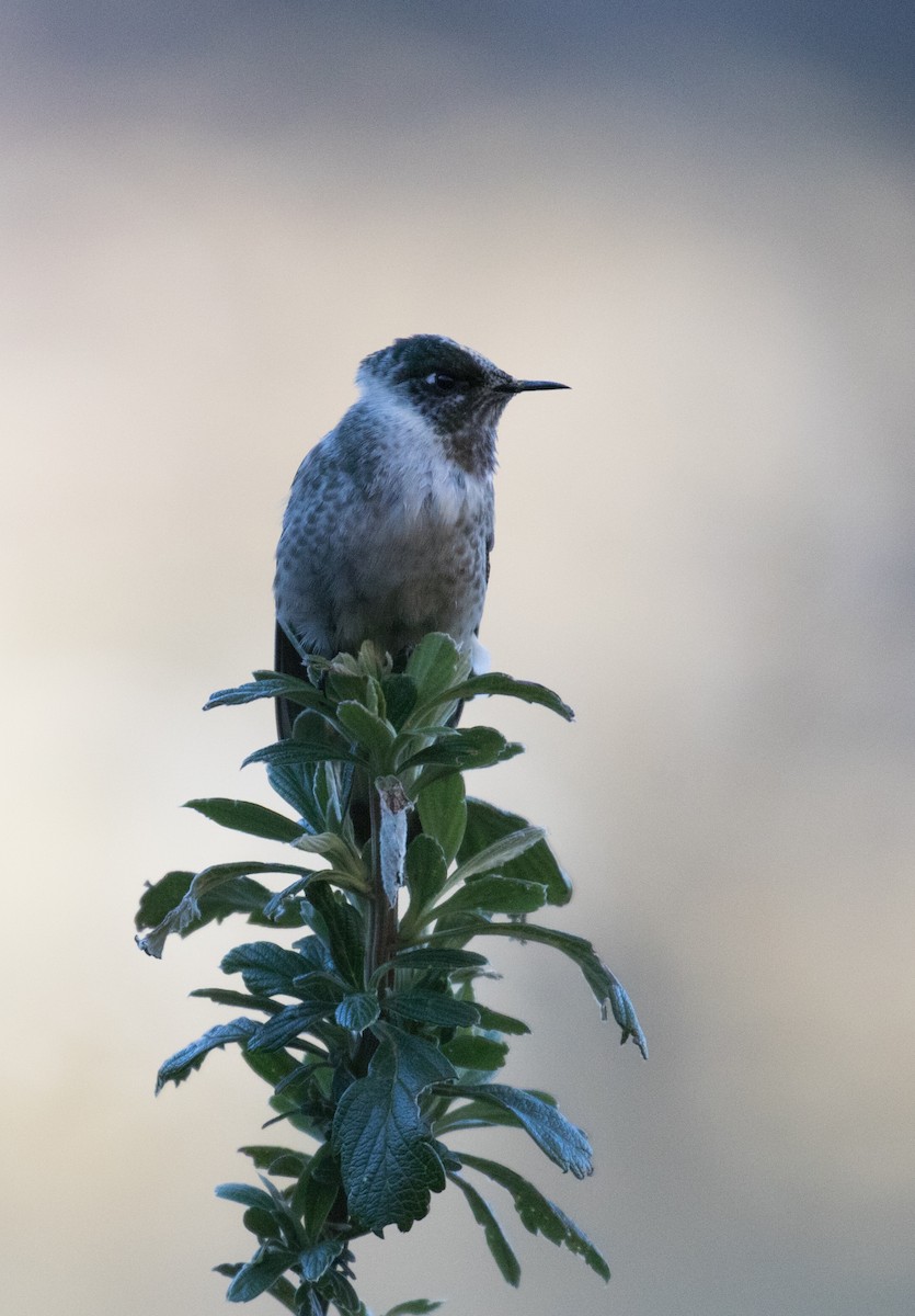 Blue-bearded Helmetcrest - ML48276661