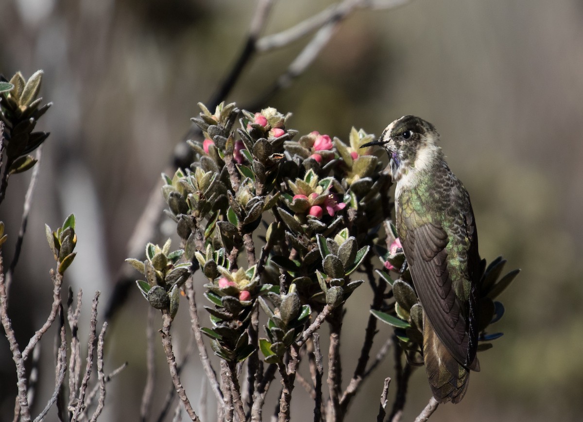 Blue-bearded Helmetcrest - ML48276681