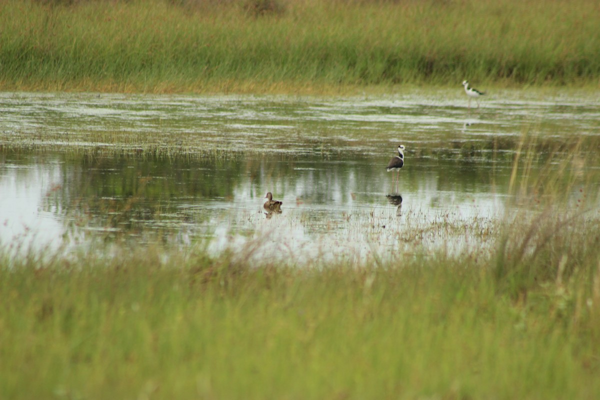 Black-necked Stilt (White-backed) - Rafael Romagna