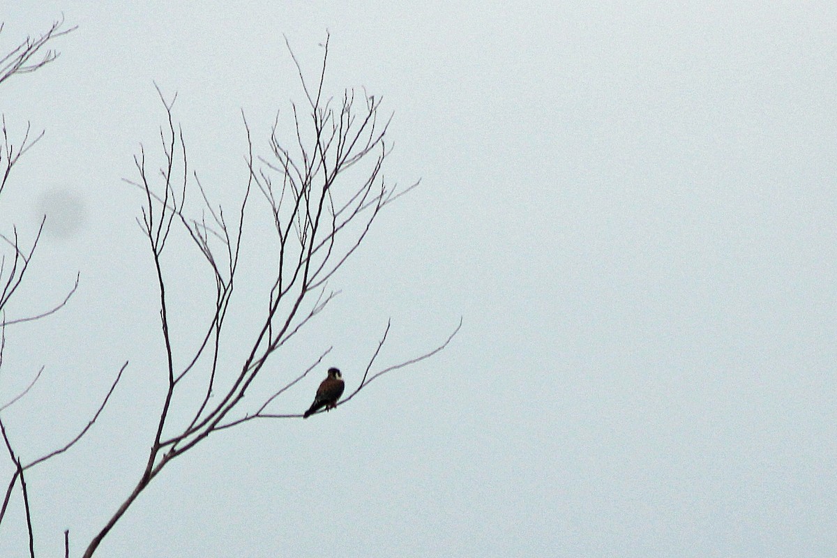 American Kestrel - Rafael Romagna