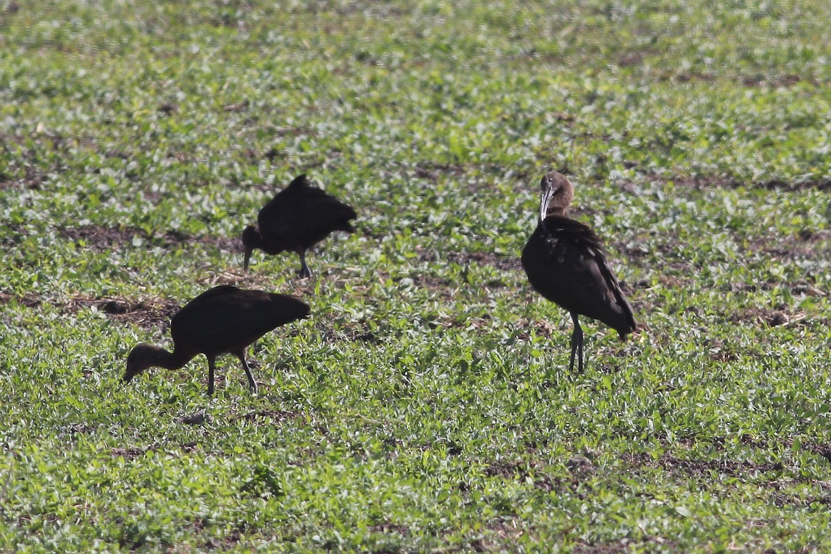Glossy/White-faced Ibis - ML482768361